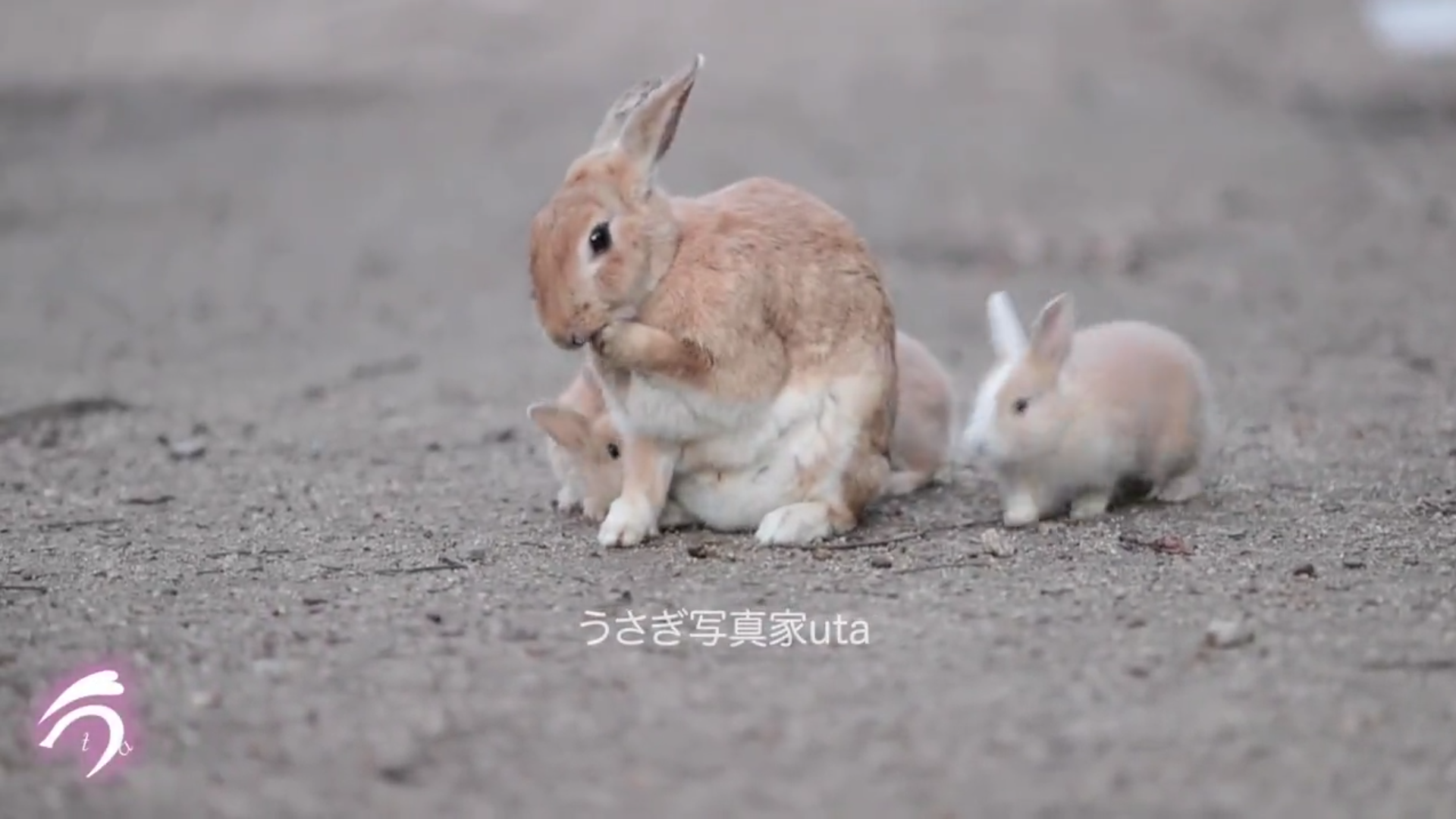 「なんだこの天使達は」　親うさぎについていくモフモフ子うさぎ4匹が尊すぎる