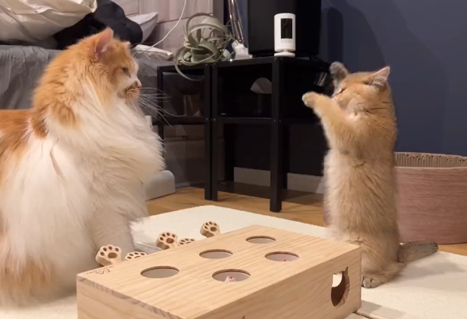 『ボクの方が大きいニャ！』初対面の猫と出会い、2足立ちで威嚇する子猫→その姿が「かわいすぎ…！」