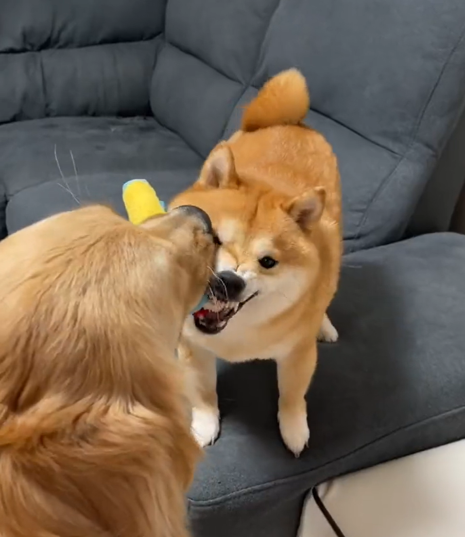 『これで遊ぼうよ！』遊びたくておもちゃを“顔に押し付けてくる”ゴールデンレトリバーにほっこり