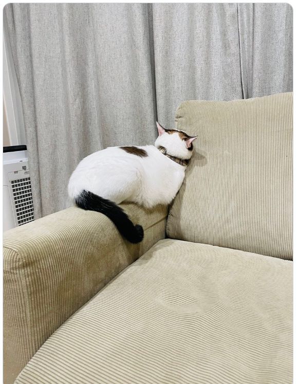 なでてもらえず拗ねた猫…「拗ね方が可愛すぎる」と癒される人続出！