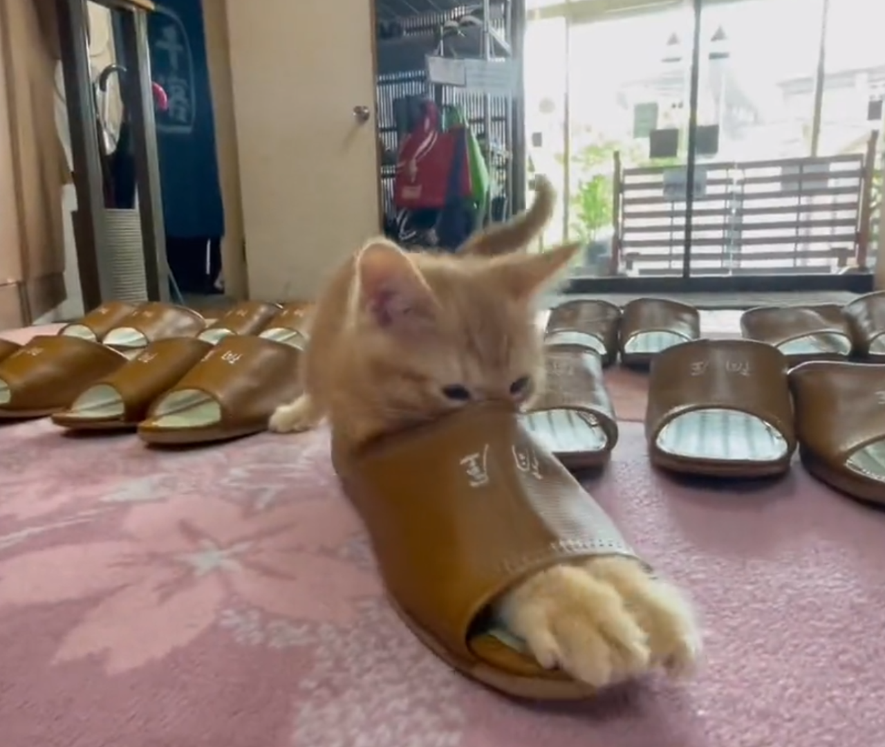 スリッパ温め係研修中の看板猫に「可愛すぎて声出た」　温泉旅館の“気まぐれサービス”がたまらない…！