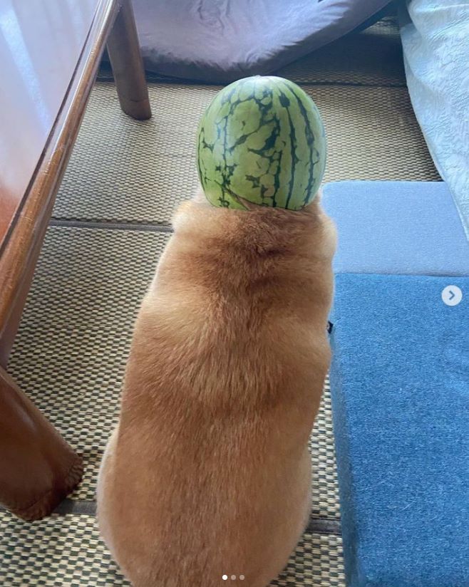 「スイカ星人？」頭がスイカのワンちゃん！？　可愛すぎる柴犬に1.7万いいね