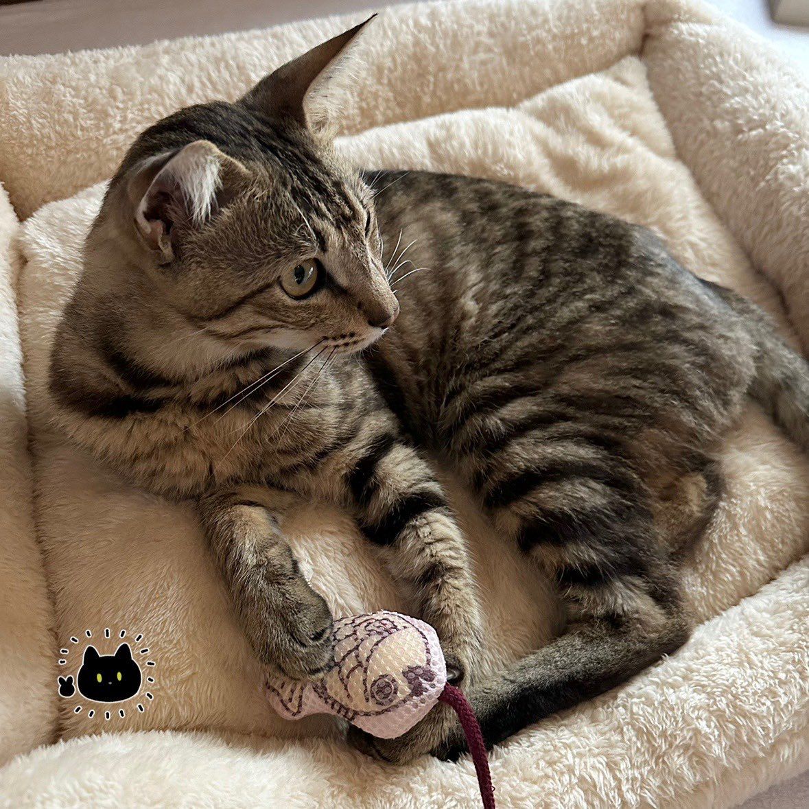 猫を保護したときの絵日記に5.7万いいね→猫が集まってくる家に「猫の口コミが広まっている！？」