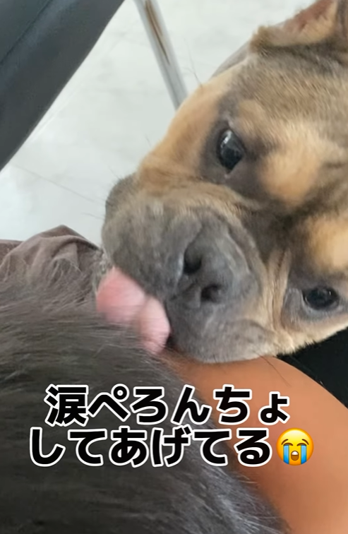 泣いている男の子を心配するわんちゃん　その行動に「心温まります」「泣けてきました」