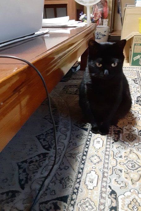 叱られて拗ねた猫！？　反省中のはずの猫ちゃんの様子に「心当たりがあるのね」「可愛い」