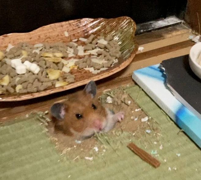 【驚き】畳の中からハムスター！？そこから見えたのは”ハムスターへの思いやり”