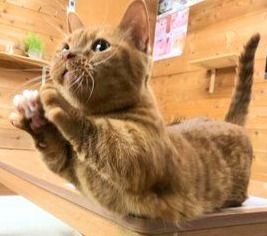 ”天才”と呼ばれる空中でおねだりする猫ちゃん　その姿に「なんてかわいいんだ」と大絶賛の声！