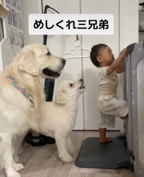 ご飯の準備を始めると“めしくれ三兄弟”がやってくる！？　その姿に「可愛すぎます〜！」