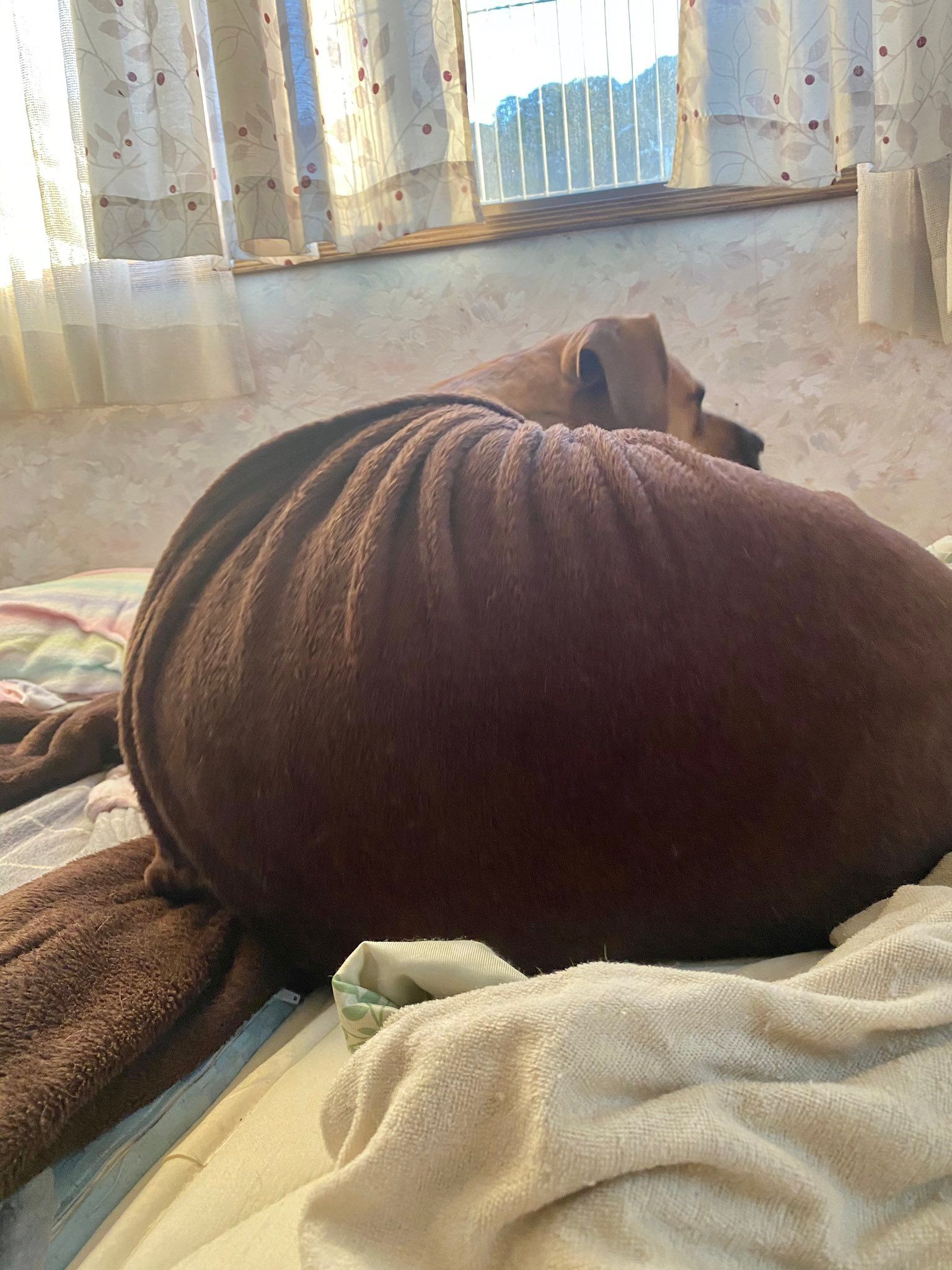 夜中に毛布を巧みに奪うワンちゃん！？→奪われすぎてとうとう布団の数は“6枚”に…！