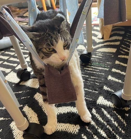 3度の余命宣告を受け寝たきり状態だった愛猫　“安楽死”をすすめられつつも飼い主との二人三脚で半年ぶりに歩けるように