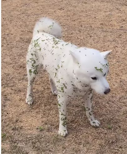 「犬が緑に変わるの初めて見た」遊びから帰ってくると体中が大変なことに…！？　“小さい秋を見つけた犬”が可愛い…！