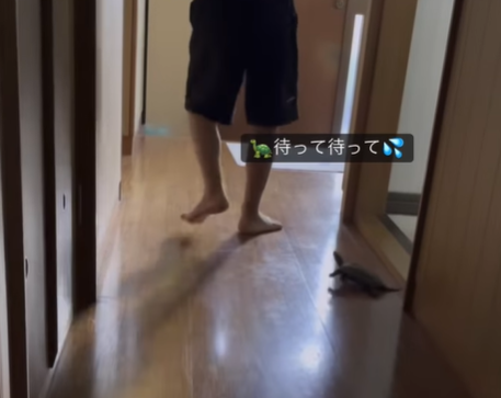 長男「トイレ」亀「待って待って」猛スピードで長男を追いかけ…人間を好きすぎる亀に「こんなに感情を出すの？」の声