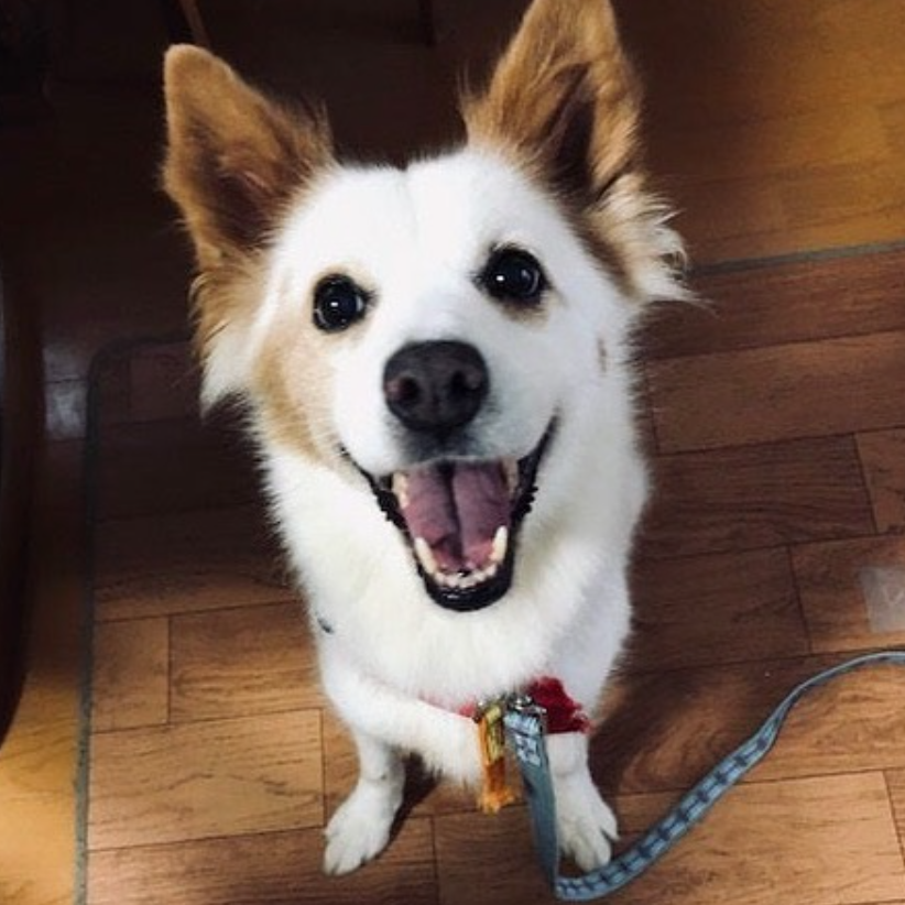 イエロードック