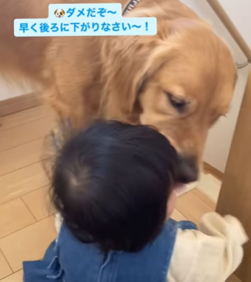 階段を下りようとする赤ちゃんに駆けつけたワンちゃん　その後の行動に「賢い」「さすが」の声