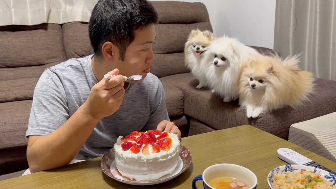 【パパの誕生日なのに…！】ケーキを狙うポメラニアン3姉妹　釘付けになっている様子に「視線熱いですね」「可愛い」の声