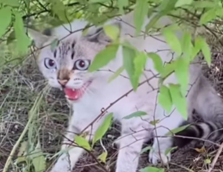 猫パンチしてくる野良猫を家に迎え入れたら→半年後の姿が「別人」「同じ子に見えない！」