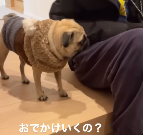 飼い主が出かけようとすると…ソワソワするパグ　お出かけセンサー敏感なわんちゃんに「可愛い」「賢い」の声