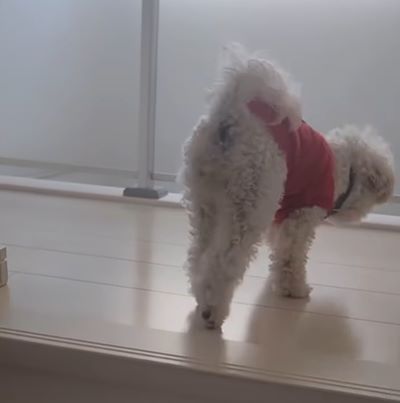 盲犬③