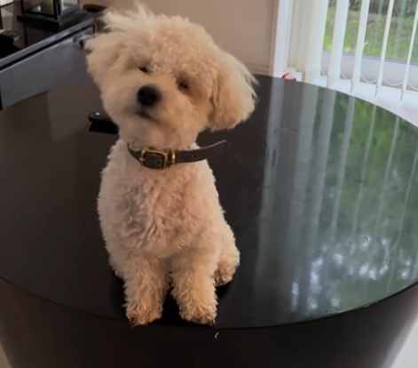 生まれつき眼球がないワンちゃん　段数を覚え、階段を上る盲犬の姿に「賢い」「お利口さん」の声