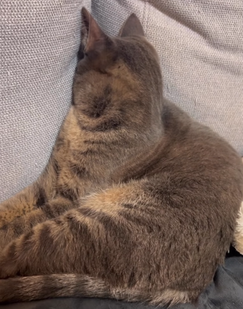 イタズラを叱られて拗ねる猫ちゃん　その後の行動に「可愛すぎて許しちゃう」と動画が100万回再生に！