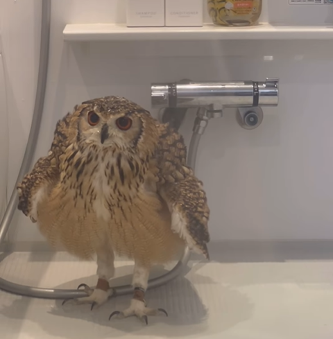 飼い主より先にシャワーを浴びているのは…　→ミミズクの“日課”に「癒される」「可愛くて仕方ない」の声