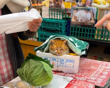 「さすが猫店長」青果店で暮らす元保護猫　大人気猫めいちゃんの暮らしぶりに「癒される」の声