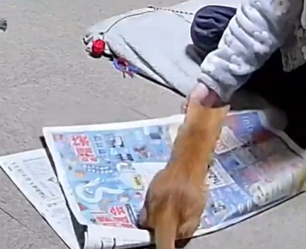 新聞紙でゴミ袋を作りたいのに…　邪魔する子猫と飼い主の攻防戦に「猫ちゃん強すぎる」の声
