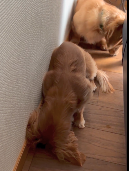 必死に何かを隠し持つワンちゃん　クセの強い隠し方に「隠れ方可愛過ぎ」「何隠してたのかな？」の声