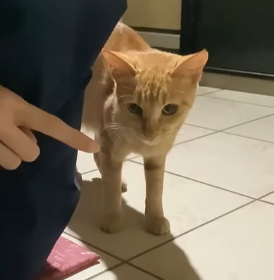 ガリガリだった野良猫を保護→同じ猫とは思えない現在の姿について、11匹の保護猫と暮らす飼い主に聞いた