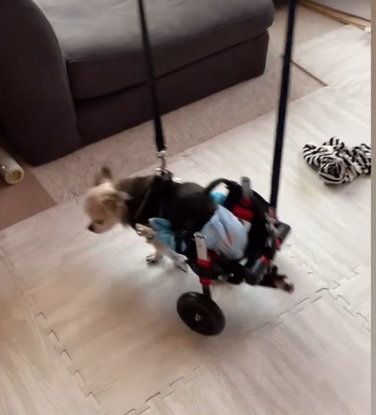 認知症によりぐるぐる回りたがるワンちゃんのために…　飼い主が考案した“装置”に「素晴らしい」の声