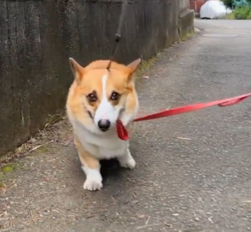 リードを引っ張る犬？　散歩中のわんちゃんの行動に「応援してるよ」「えらいえらい」の声