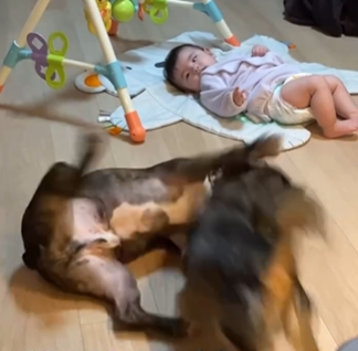 0歳娘の周りを走りまわる犬　すると、もう1匹の犬が娘を守っていて…　母性溢れるワンちゃんについて飼い主に話を聞いた