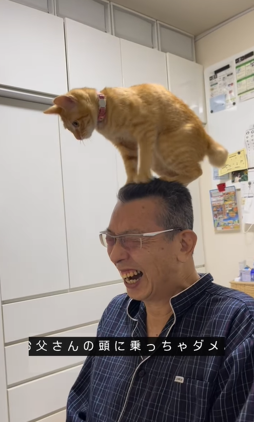 父の頭の上に上る猫に「手下だと思ってる？」　父ばかりにちょっかいを出す猫ちゃんについて飼い主に聞いた