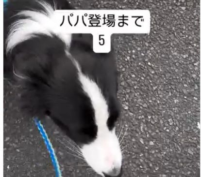 パパが大好きな愛犬に“散歩中、内緒でパパとすれ違う”サプライズをすると…→ワンちゃんの反応に「可愛すぎる」「賢い子」の声