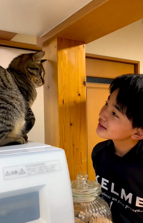 ネコと男の子がいないいないばあをしていると…？　2人の可愛いやりとりに「癒される～！」「心が浄化されました」の声