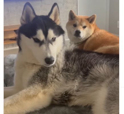 シベリアンハスキーが柴犬と一緒に暮らし始めたら…2匹の行動に「爆笑」「これは同じ」の声