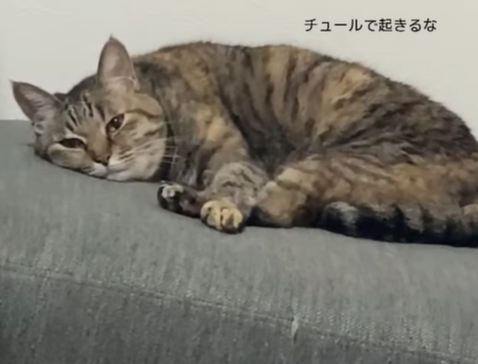 昼寝中の猫に“おやつ”の歌を歌うと…　→見事な反応とおもしろすぎる姿に「想像以上に削れてた」の声　