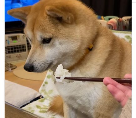 お箸でご飯を食べるワンコ　ちょっと多めに“あーん”すると…意外な反応に「な、なんで？」「柴あるあるかも」の声