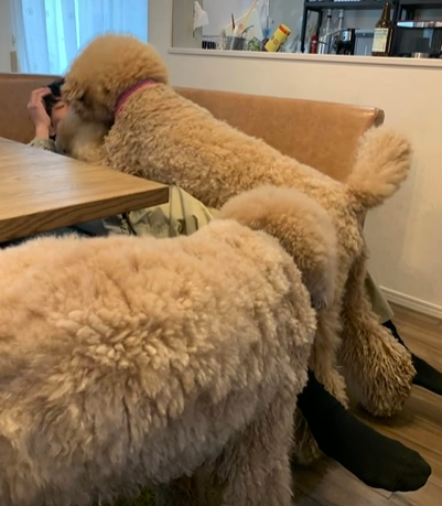 長男が1ヶ月半ぶりに実家に帰ると…　3匹の愛犬から熱烈なお迎えが！？　その様子に「激しいお出迎え」「幸せが伝わってきます」