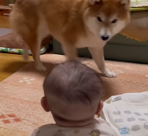 生後4ヶ月の妹が起き上がった！　この姿を初めて見た柴犬の反応に「母の反応やん」「コントみたい」とSNS上で話題に
