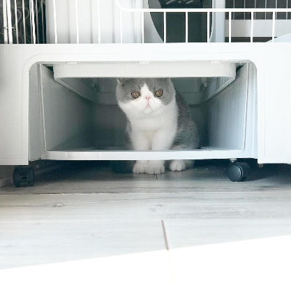 愛猫に目薬をさしたい飼い主　しかし、それに気づいた猫ちゃんの行動に「立てこもり事件」「お疲れさまでした」の声