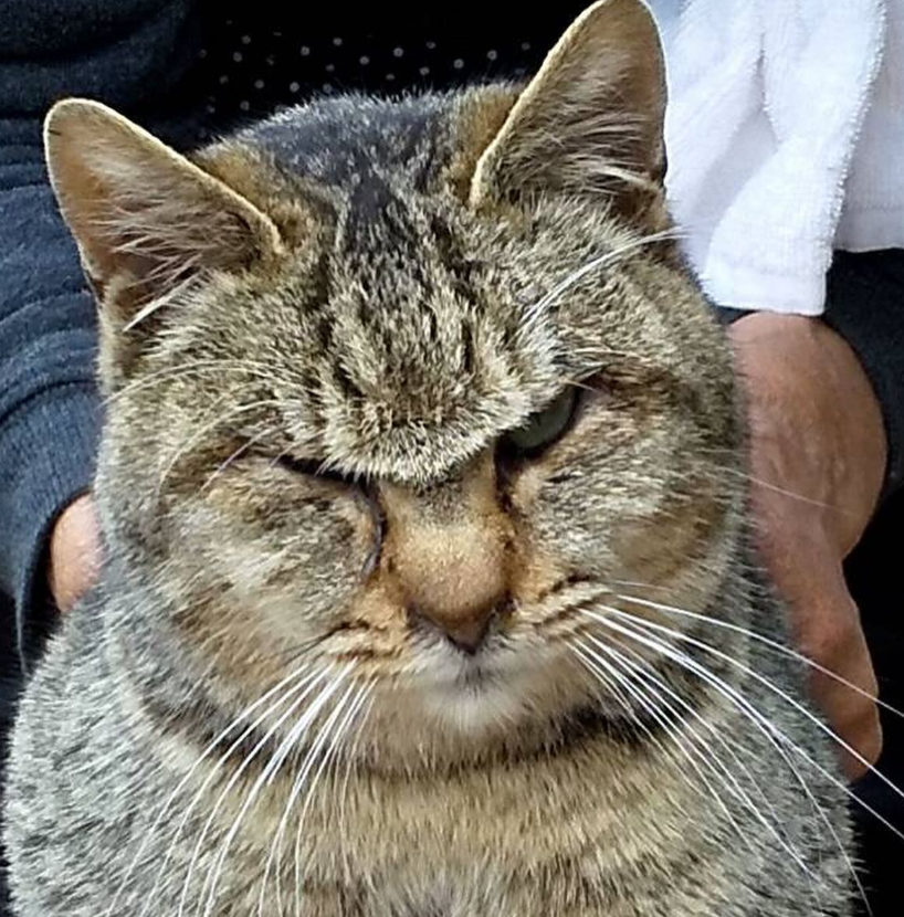 捕獲直前に遠くへ置いていかれた野良猫　保護直後と現在の表情の変化に「野良猫として生きるのは、本当に過酷」