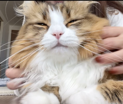 ___me…んより提供