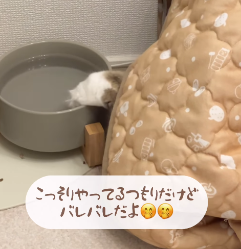 こたつから伸びる手…　隠れてお水をちょんちょんする猫に「何してるんだろ～！」「何度も見ちゃいました」の声　何をしていたのか飼い主に聞いた