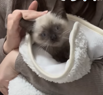 興奮して落ち着きのない子猫を現役助産師が“巻いてみる”と…？　子猫の変わりように「癒しでしかない」の声