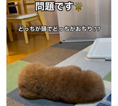 【どっちが頭でどっちがお尻？】モフモフなワンちゃんのクイズに「まんまと騙された」「想像の斜め上をいったわ」とSNSで大盛り上がり！