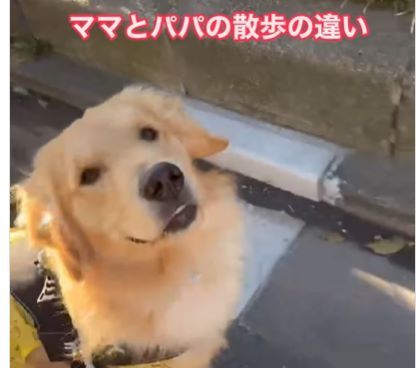 ママとの散歩中、ルンルンなお顔のわんちゃん　しかしパパと散歩をすると…？その動画に「笑える」「うちと一緒」の声