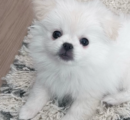 可愛い真っ白ワンコをお迎えしたら…1年後の姿に驚き！？→その姿に「めちゃめちゃ可愛くて笑いました」「個性が光ってる」の声