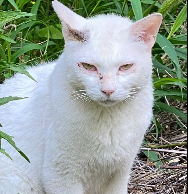 猫パンチしてくるボロボロの野良猫を保護すると…→保護後の姿に「優しい顔になったね！」の声