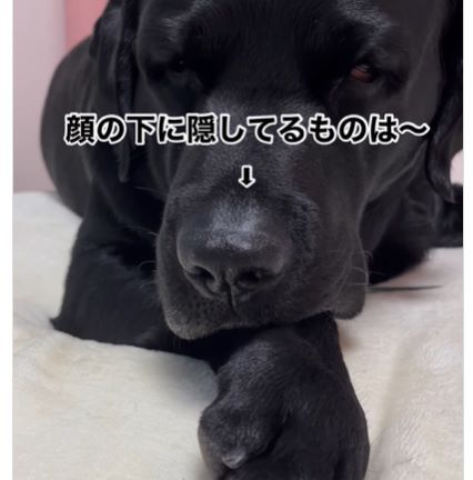 わんちゃんが体の下に隠していたものは…？　その様子に「優しい組み合わせ」「混ざりたい」の声　わんちゃんが相方を隠すのには理由があった